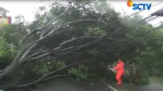 Pohon tumbang setelah diterpa hujan deras disertai angin kencang.