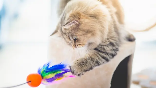 Ilustrasi kucing/Shutterstock.