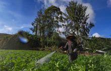 FOTO: Petani Kentang Dieng Terpinggirkan di Tengah Turunnya Harga Pupuk Subsidi