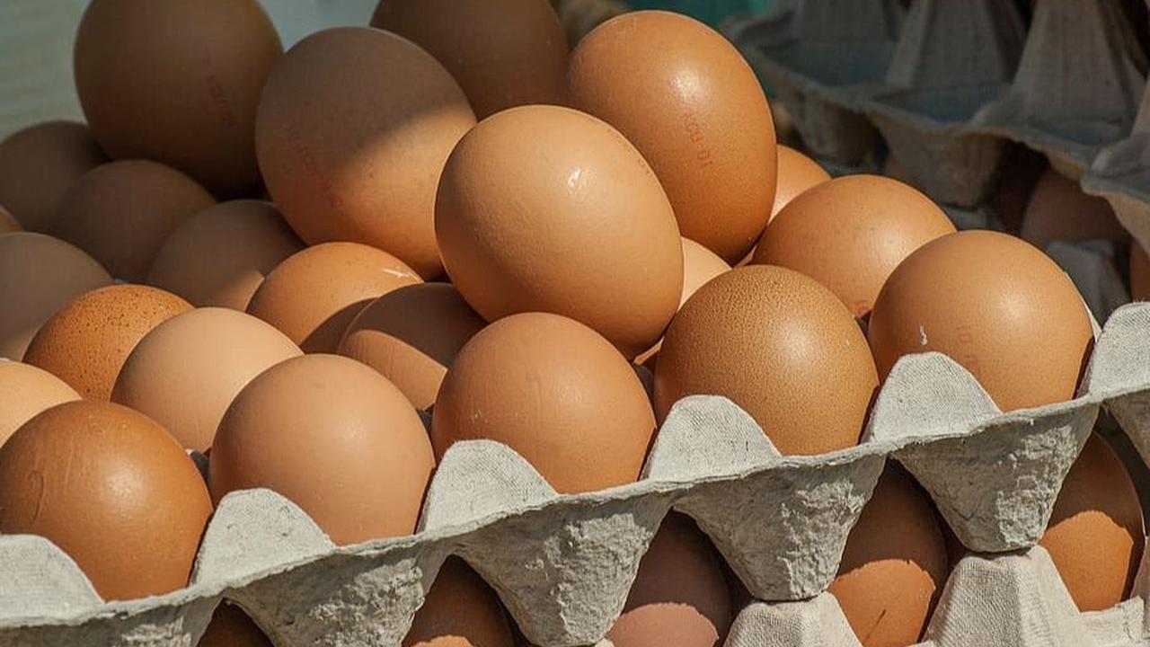 <b>Telur</b><br>