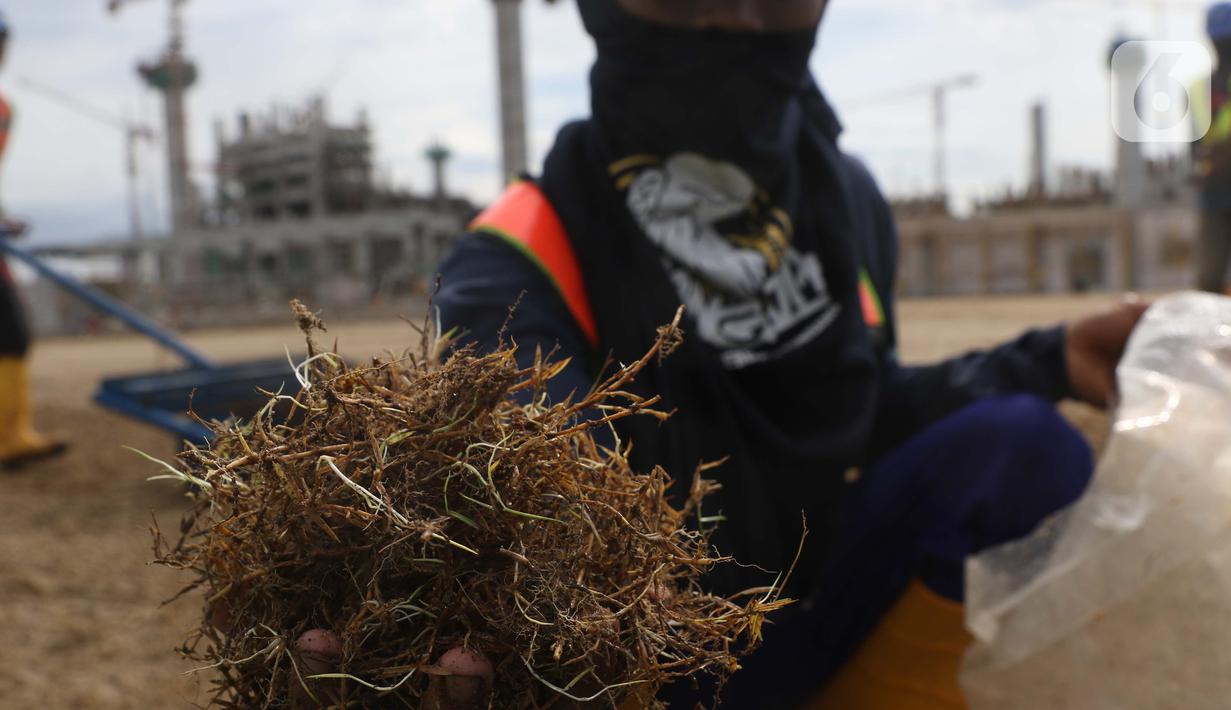 Pekerja menunjukkan benih rumput di area lapangan latih Jakarta International Stadium, Jumat (23/10/2020). Nantinya lapangan latihan ini akan ditumbuhi rumput hybrid, dengan komposisi 5 persen rumput sintetis dan 95 persen natural berjenis Zoysia Matrella. (Liputan6.com/Helmi Fithriansyah)