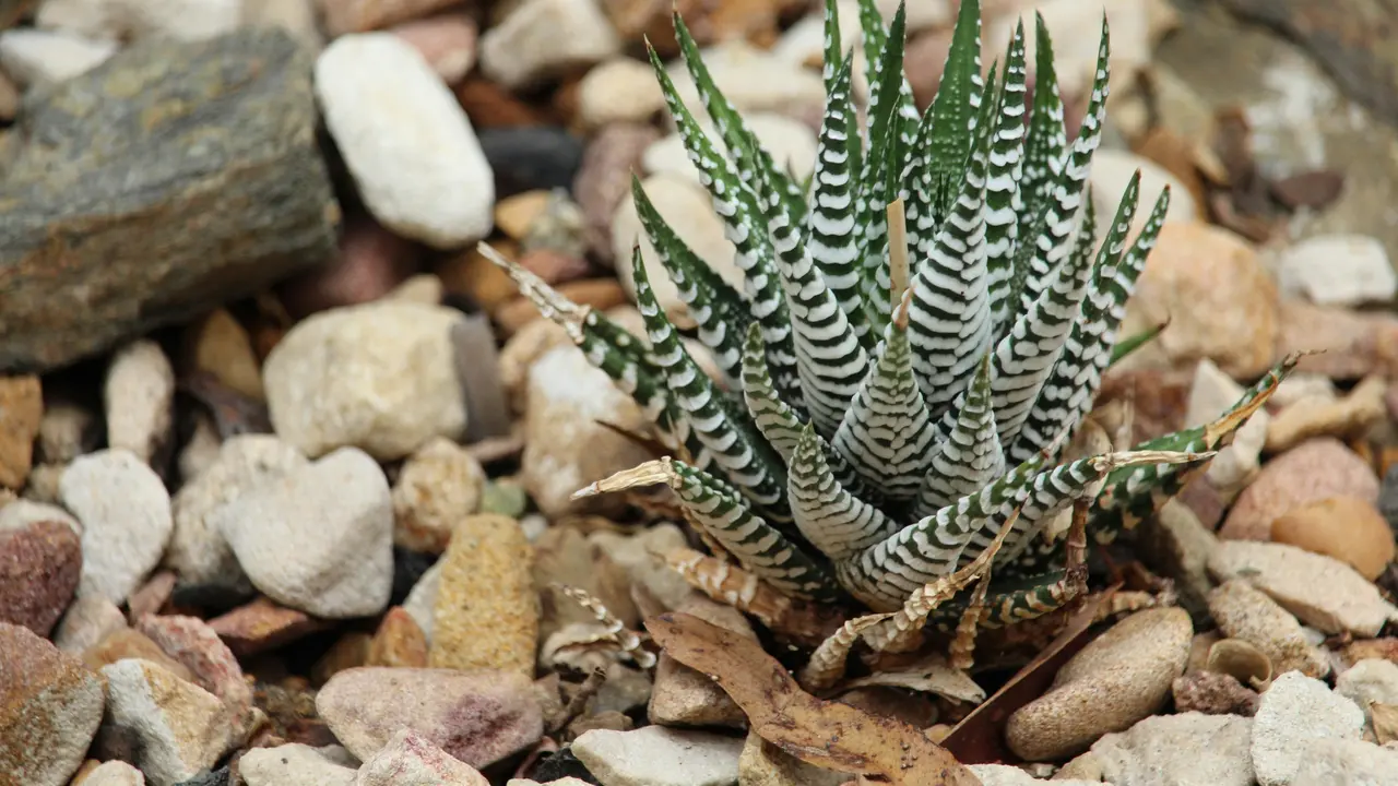 Zebra Haworthia