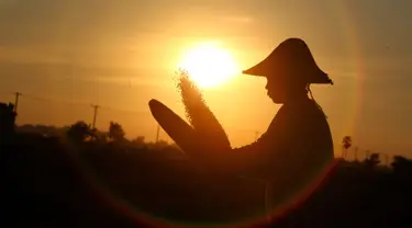 Seorang petani bekerja memanen padi saat matahari terbenam di sawah di Naypyitaw, Myanmar (9/11). Pertanian di Myanmar industri utama di negara ini dengan 6,300,000 hektar tahun 2003. (AP Photo / Aung Shine Oo)