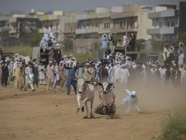 Seorang petani kehilangan kendali atas sapi yang diadunya saat penonton menyaksikan kompetisi balapan sapi tradisional di pinggiran Islamabad, Pakistan, Minggu (27/6/2021). Ditengah pandemi covid-19, balapan sapi ini disaksikan banyak penonton. (Farooq NAEEM/AFP)