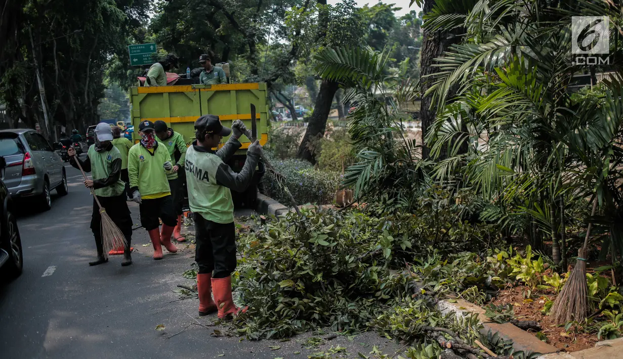 Petugas pertamanan DKI Jakarta membersihkan pohon usai dipangkas di Jalan Sutan Syahrir, Jakarta, Kamis (15/8/2019). Pemangkasan pohon tersebut dilakukan untuk menghidari pohon tumbang yang diakibatkan oleh angin dan hujan lebat saat musim penghujan tiba. (Liputan6.com/Faizal Fanani)