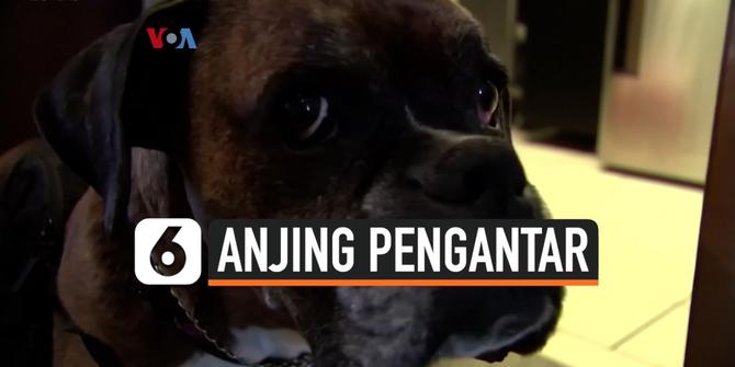 VIDEO: Aksi Anjing Antar Minuman Beralkohol untuk Cegah Corona