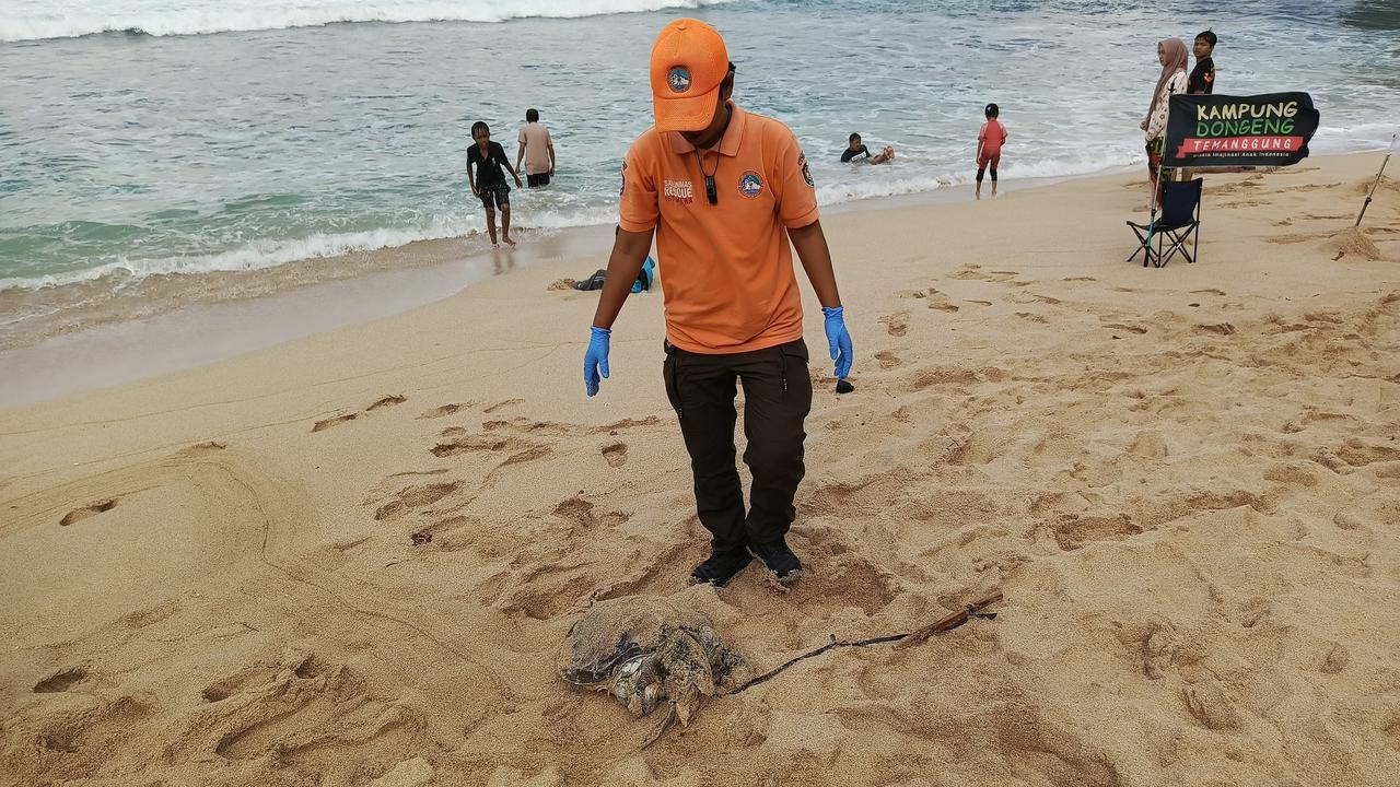 Temuan penyu mati di Pantai Gunungkidul