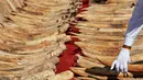 Seorang Petugas bea cukai Sri Lanka memeriksa gading gajah dari Afrika sebelum dimusnahkan di Kolombo (26/1/2016). Sri Lanka menghancurkan 359 buah gading yang disita di pelabuhan Colombo Mei 2012. (AFP PHOTO/Ishara S. KODIKARA)