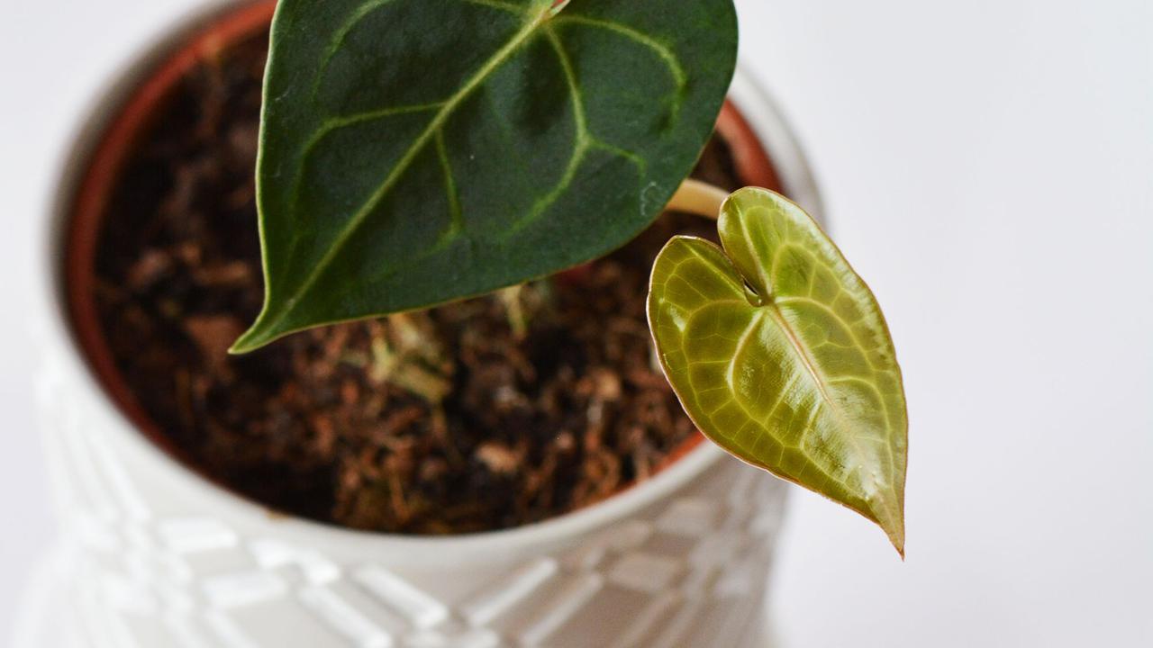 Tanaman Anthurium