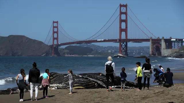 Membusuk di Pantai California, Paus Bungkuk Jadi Tontonan Warga