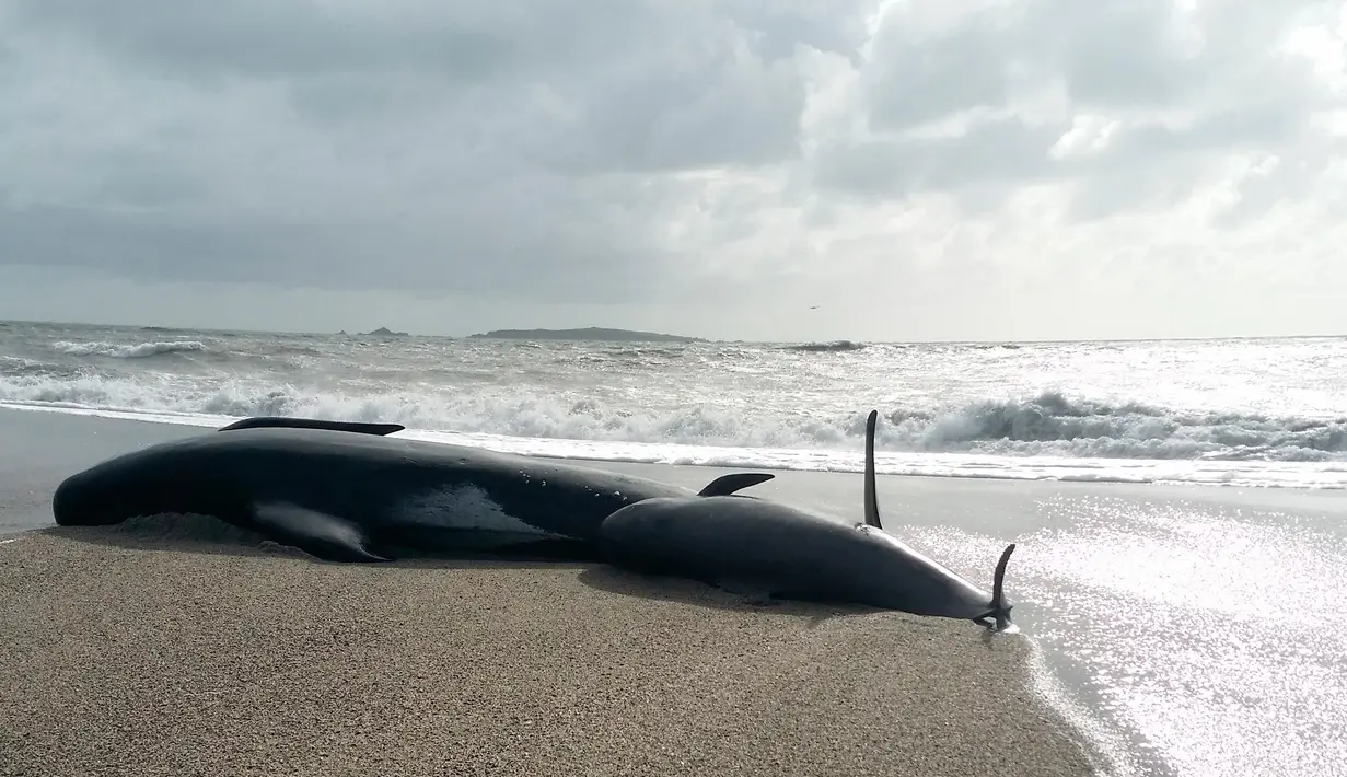Penampakan paus pilot yang terdampar di Haast, pantai barat Pulau Selatan Selandia Baru, Kamis (5/4). (New Zealand Department of Conservation via AP)