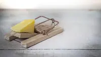 How to Get Rid of Mice: Traps and Natural Repellents