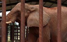 Gajah Ternyata Merupakan Hewan dengan Ingatan yang Sangat Kuat, Ini Alasannya