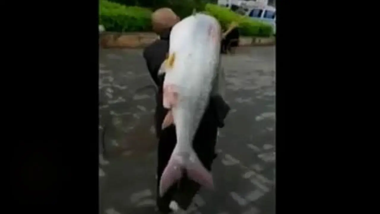Segmen 3: Kakek Mancing Ikan Raksasa hingga Film AADC2