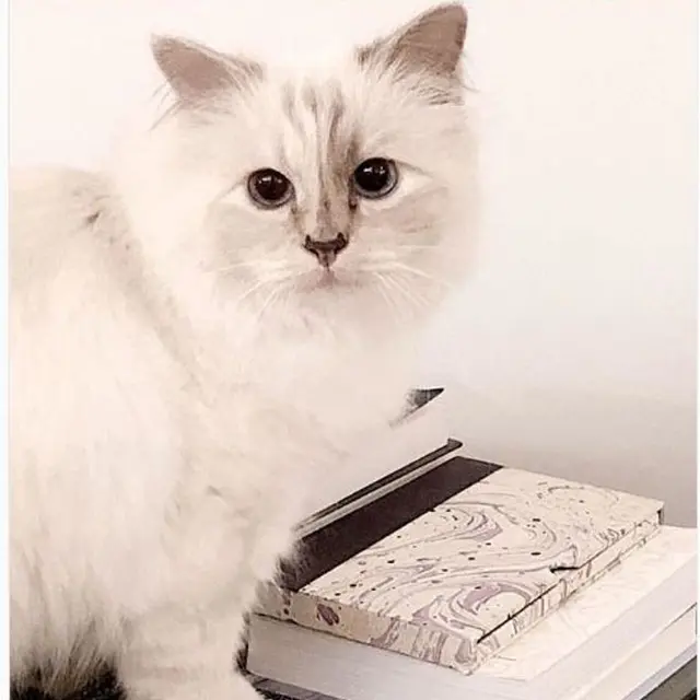 Karl Lagerfeld