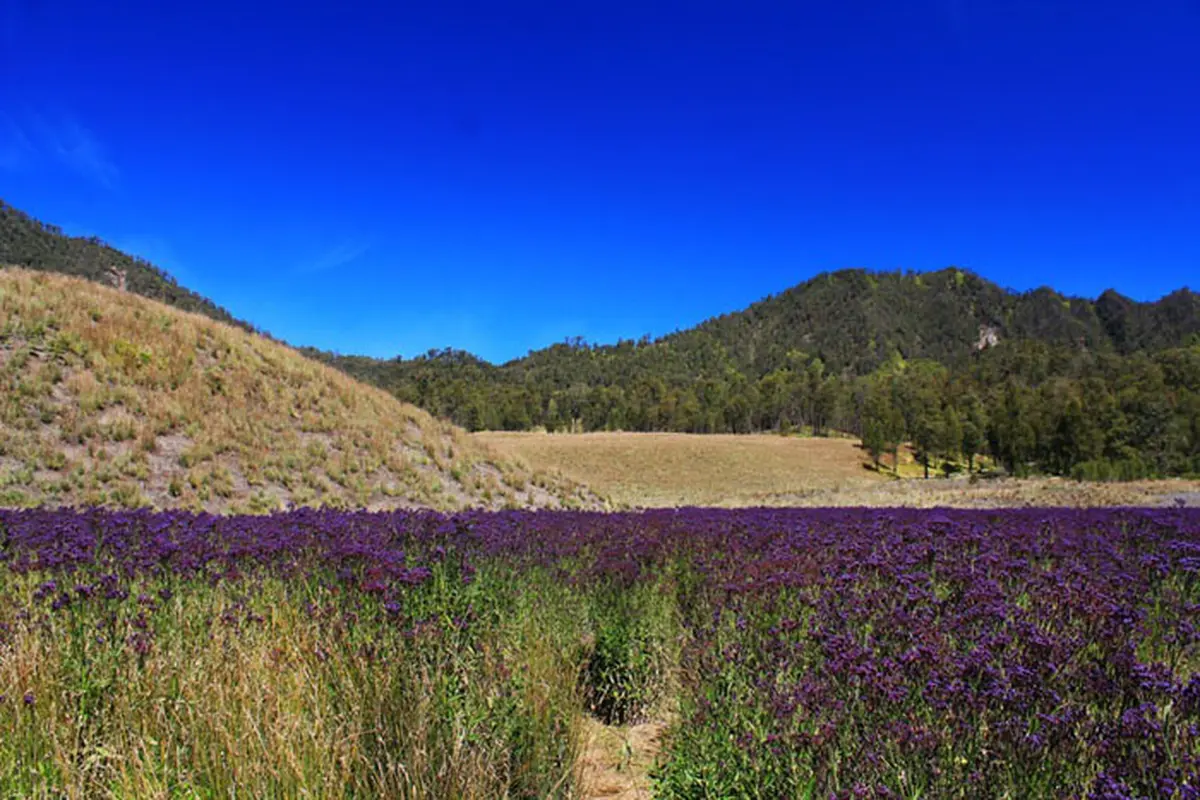 8 Alasan yang Bikin Kamu Keluar Rumah dan Mendaki Gunung Semeru
