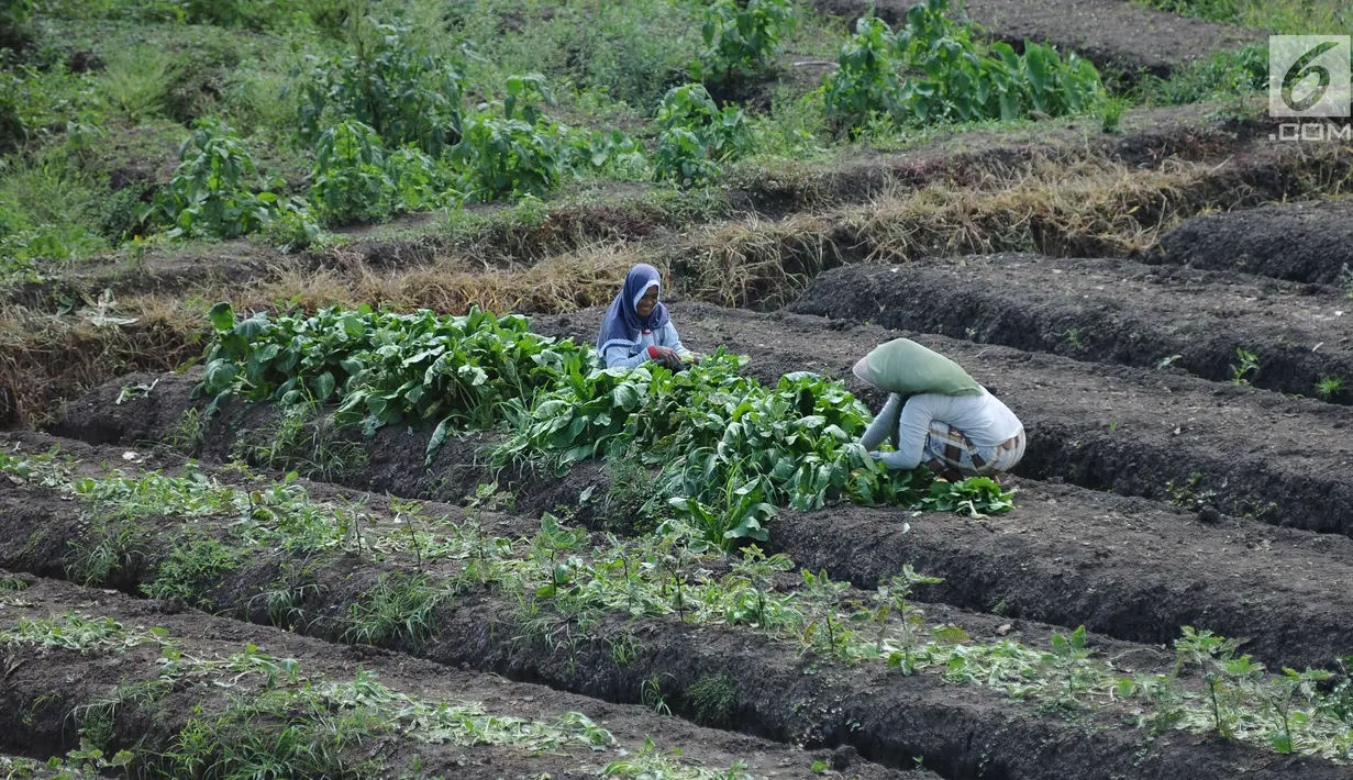 Petani beraktivitas di lahan pertanian garapan di Gentong, Wanasari, Kab Brebes, Jawa Tengah, Sabtu (23/12). Petani mengeluhkan harga bawang merah yang sedang turun karena kualitas yang jelek akibat pengaruh cuaca. (Liputan6.com/Helmi Fithriansyah)
