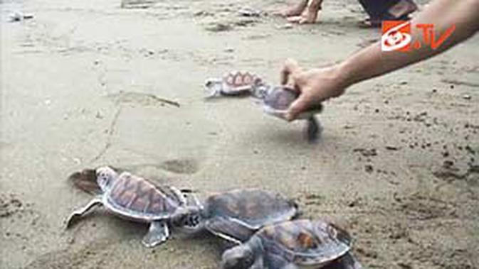 Ribuan Telur Penyu Nyaris Diselundupkan Ke Sarawak News Liputan6 Com