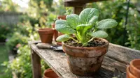 Cara Menanam Pakcoy dari Sisa Pangkal untuk Kebun Dapur, Tak Perlu Beli Bibit