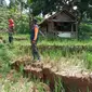 Tanah terbelah 100 meter mengancam permukiman dan sawah di Desa Kutaagung, Dayeuhluhur, Cilacap, Jawa Tengah. (Foto: Liputan6.com/BPBD Cilacap)