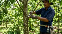 Cara Memangkas Pohon Buah Sirsak agar Cepat Berbuah