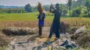 Petani memanen padi di lahan yang mengalami gagal panen di Desa Weninggalih, Kecamatan Jonggol, Kabupaten Bogor, Minggu (5/7/2026). (Merdeka.com/ Arie Basuki)