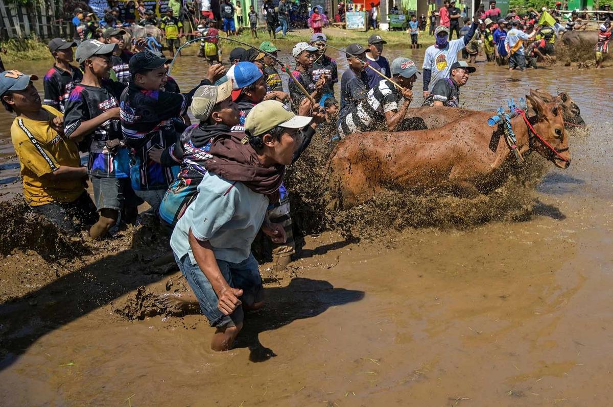 FOTO: Festival Sapeh Brujul  Tampilkan Karapan Sapi di Sawah Berlumpur
