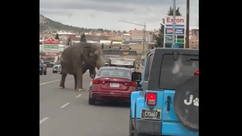 Gajah kabur dari sirkus dan masuk jalan raya di Montana