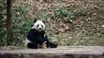 Panda raksasa bernama Bei Bei makan dalam kandangnya pada hari pertama di Bifengxia Panda Base di Yaan, Provinsi Sichuan, China, Kamis (21/11/2019). Panda raksasa yang lahir di Amerika Serikat tersebut tiba di China setelah melalui penerbangan selama 16 jam. (STR/AFP)
