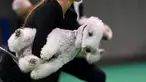 Seorang peserta memegang anjing terrier Bedlington miliknya saat European Dog Show 2021 di Budapest, Hungaria, 28 Desember 2021. European Dog Show 2021 berlangsung pada 28-31 Desember. (ATTILA KISBENEDEK/AFP)