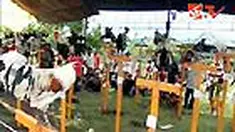 Ratusan ayam di Polewali Mandar, Sulbar, bisa tertawa terbahak-bahak. Harga ayam itu pun mencapai jutaan rupiah. 