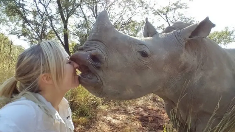 Laura Ellison, perawat badak ini memperlihatkan kelembutan dan kedekatan badak dengan manusia. Foto : Laura Ellison | Instagram