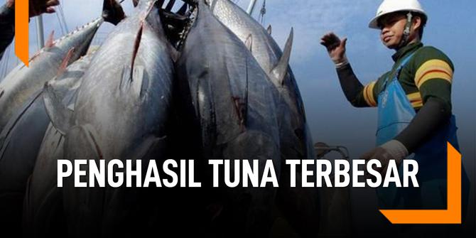 VIDEO: Indonesia Jadi Negara Terbesar Penghasil Tuna di Dunia