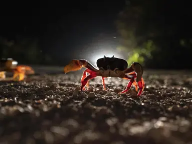 Kepiting menyeberang jalan di Giron, Kuba, 10 April 2022. Jutaan kepiting muncul pada awal hujan musim semi dan memulai perjalanan ke perairan Teluk Babi untuk bertelur dalam migrasi tahunan. (AP Photo/Ramon Espinosa)