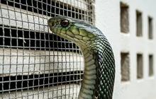 Waspada! 7 Ciri-Ciri dan Tanda Ular Kobra Masuk ke Dalam Rumah
