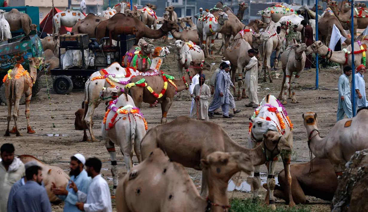 Para penjual dengan unta mereka yang dihiasi menunggu pembeli di pasar ternak untuk Idul Adha di Islamabad, Pakistan, Minggu (26/7/2020). Para pedagang menghias unta agar hewan kurban yang dijualnya dilirik pembeli. (AP Photo/Anjum Naveed)