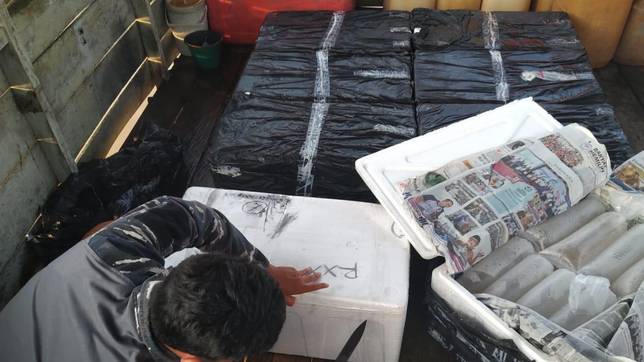 Gagalnya Penyelundupan Bayi Lobster Seharga Miliaran Rupiah di Jambi