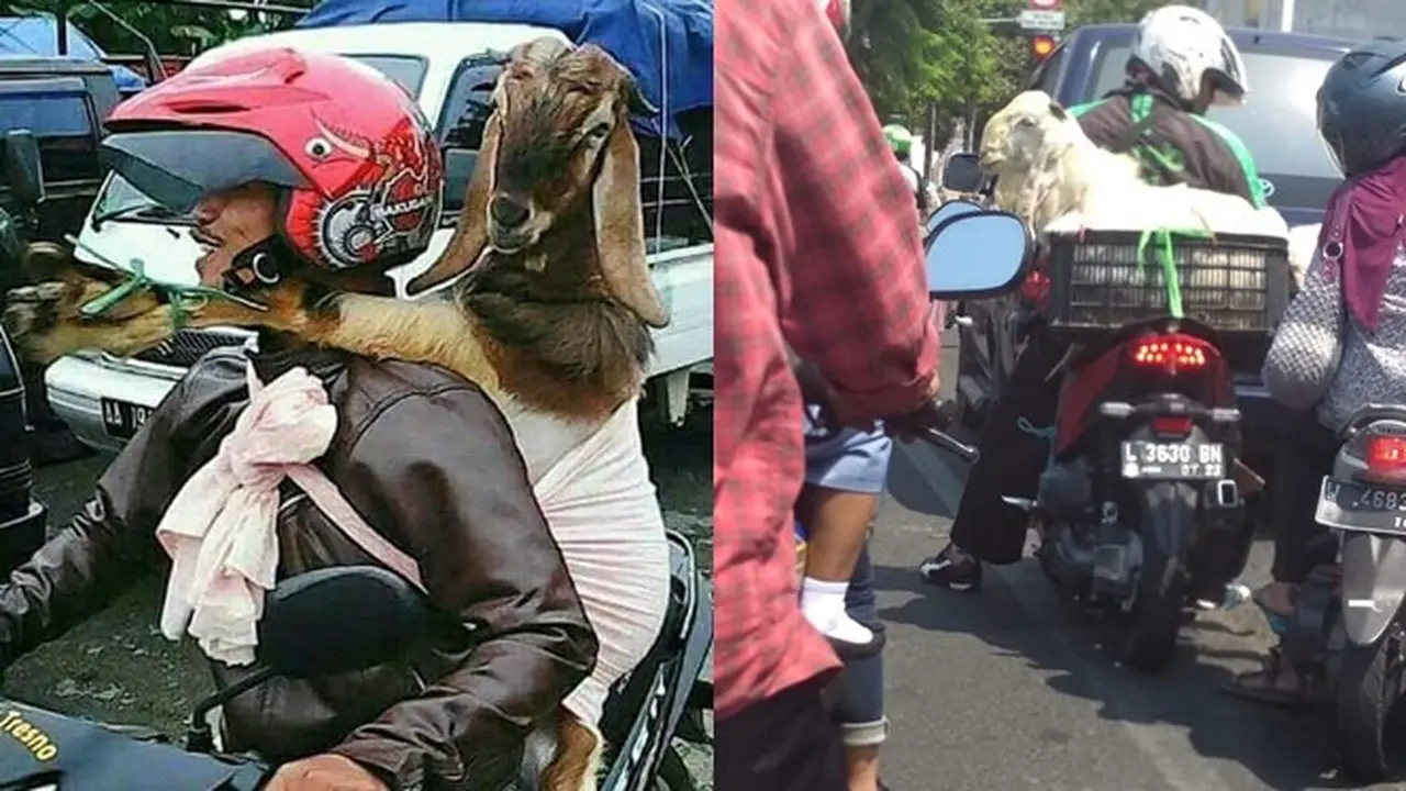 6 Potret Driver Ojek Online Antar Pesanan Kambing Kurban, Totalitas Banget