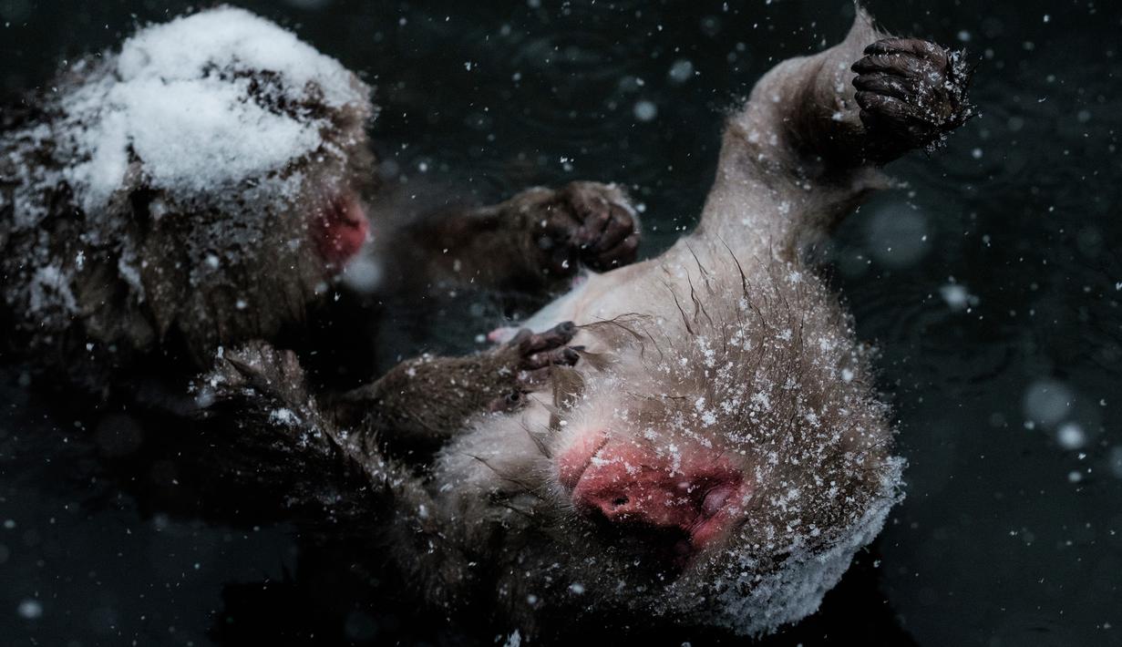 Lihat Aksi Lucu Monyet Salju Jepang Mandi Air Panas Foto