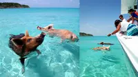 Babi-babi perenang di Bahama ( Cdorobek/Flickr)