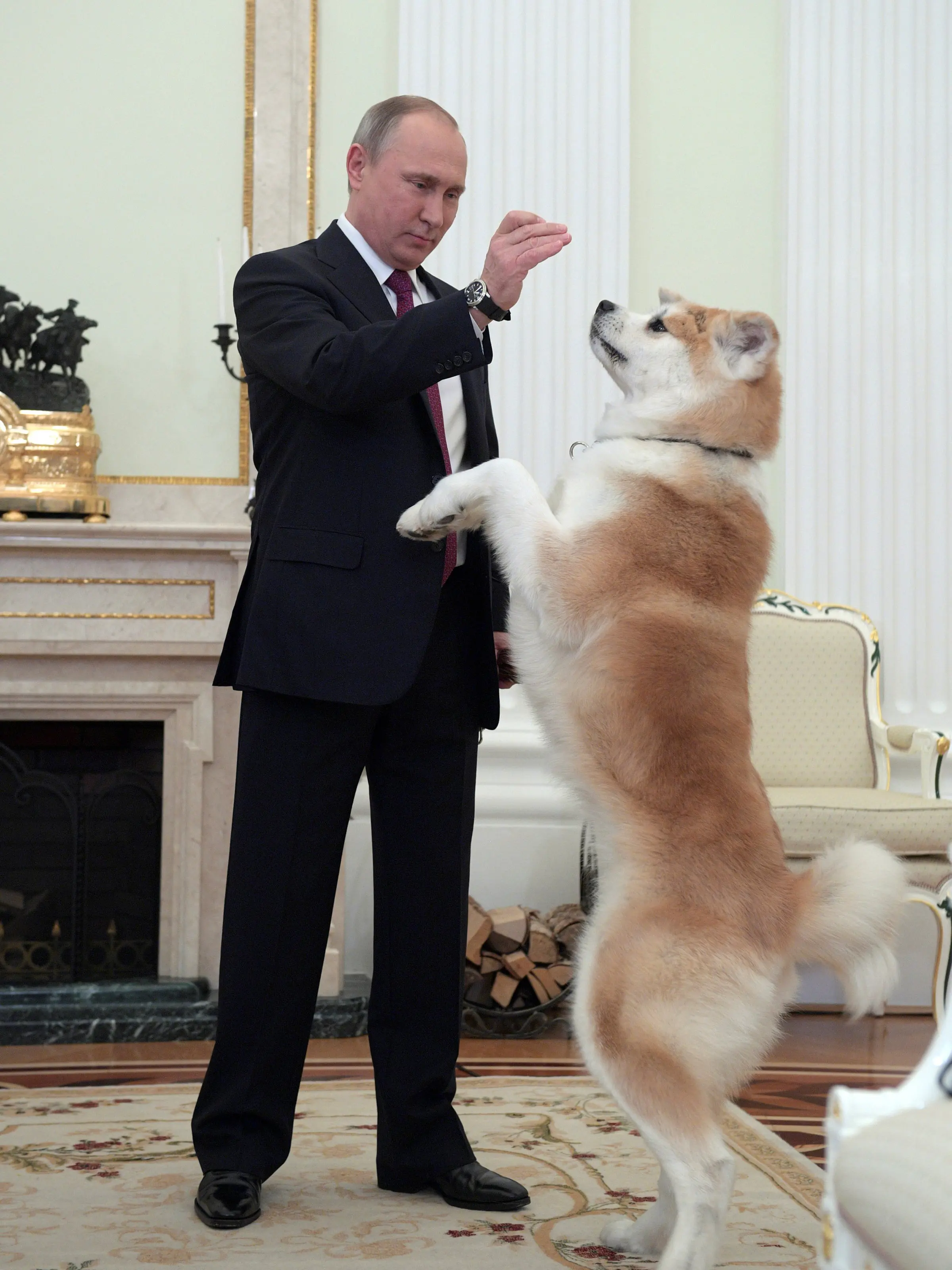 Presiden Rusia Vladimir Putin bermain dengan anjingnya yang bernama Yume di Kremlin di Moskow, Rusia (7/12). Menurut beberapa sumber Presiden Putin sudah sejak lama dikenal sebagai penyayang binatang. (Sputnik/Kremlin/Alexei Druzhinin via Reuters)