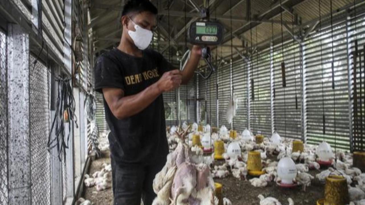 Arab Saudi Hentikan Impor Unggas RI, Mentan Amran Mentan Sebut Ada Peluang Perkuat Produk Olahan