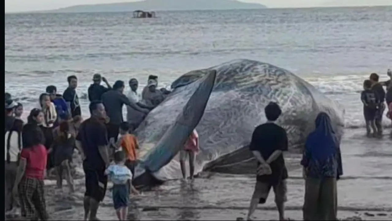 Ikan paus jenis sperma sepanjang ima belas meter terdampar di pantai Anyarsari, Jembrana, Bali.