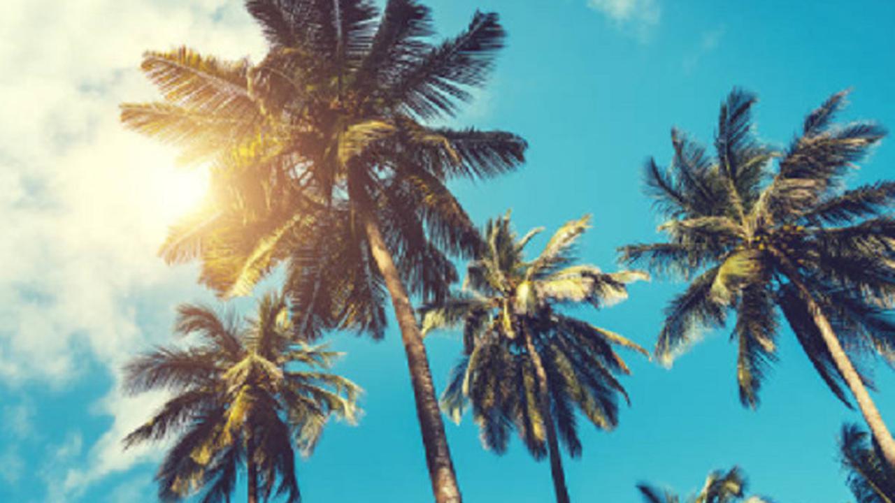 Ilustrasi pohon kelapa (iStock)