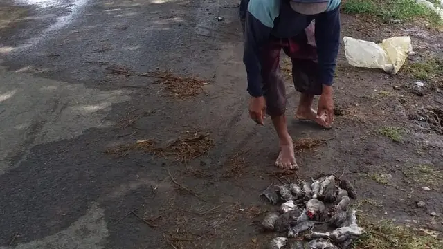 Serangan Hama Tikus