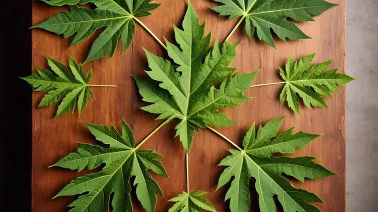 Cara Menghilangkan Pahit Daun Pepaya dengan Bahan Dapur