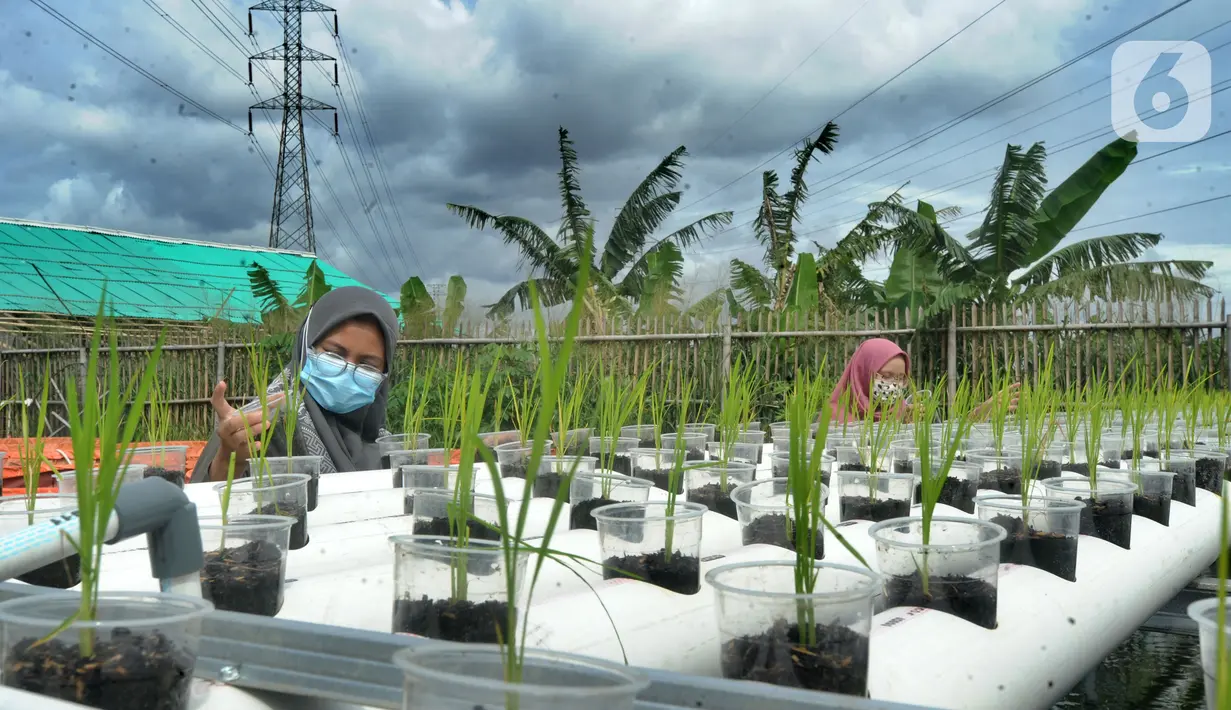 Kaum ibu dari Pengurus Kelompok Wanita Tani (KWT) Berkah memelihara padi dan lele dengan sistem aquaponik di Kampung Ramah Lingkungan, Mutiara Bogor Raya, Katulampa, Kota Bogor, Jawa Barat, Minggu (13/12/2020). (merdeka.com/Arie Basuki)
