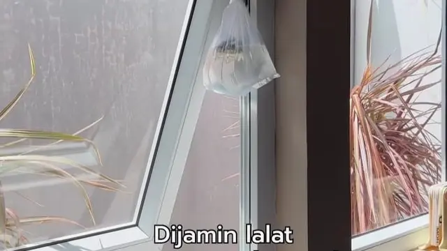 Tak Perlu Obat Serangga, Begini Trik Sederhana Cegah Lalat Masuk Rumah Pakai 1 Alat Dapur