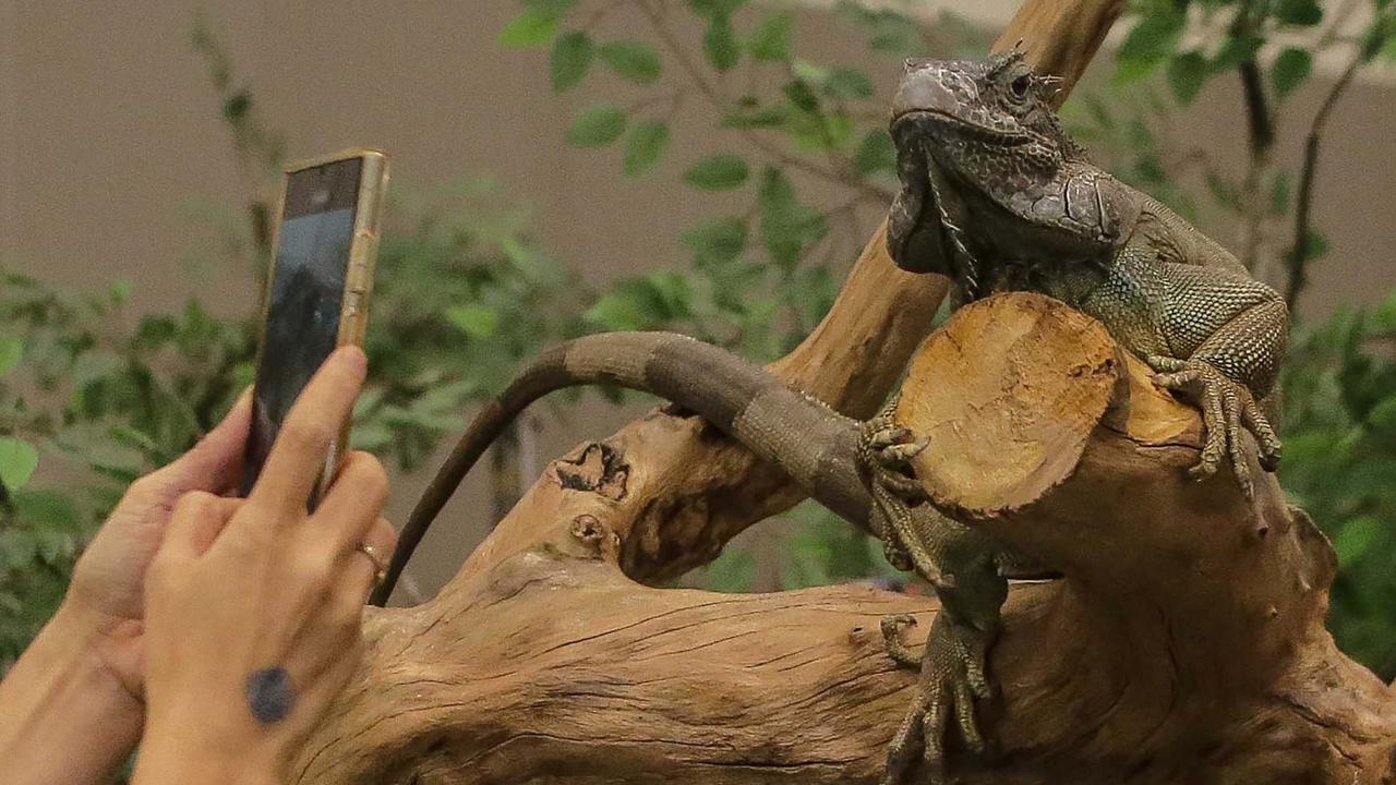 FOTO: Keseruan Pengunjung dengan Binatang Kesayangan saat Pet Fest 2025