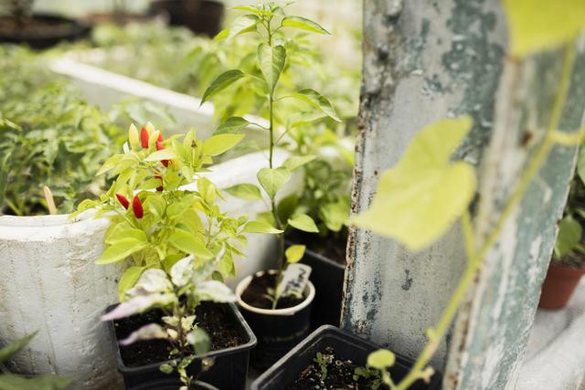 Cara Membuat Kebun Sayur di Teras Rumah Kecil agar Tetap Estetik